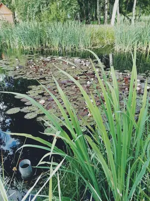 Ein Garten an der Unterkunft Landpension Heidi Machold