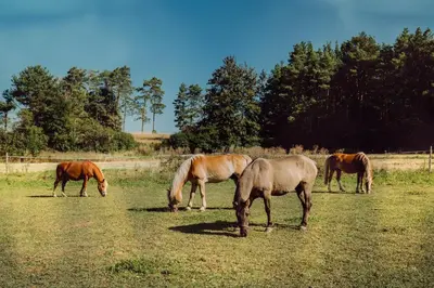 Tiere in der Pension oder in der Nähe