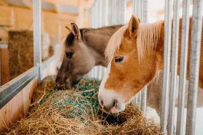 Tiere in der Pension oder in der Nähe