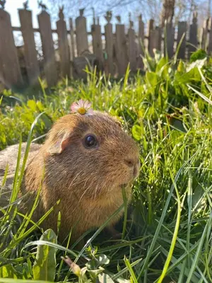 Tiere in der Ferienwohnung oder in der Nähe