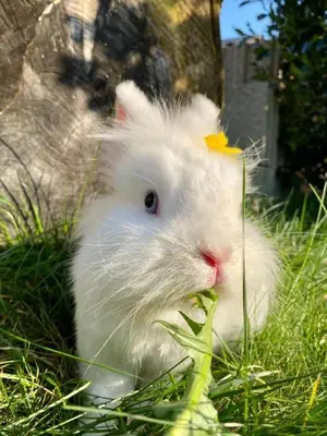 Tiere in der Ferienwohnung oder in der Nähe
