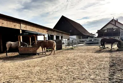 Tiere in der Ferienwohnung oder in der Nähe