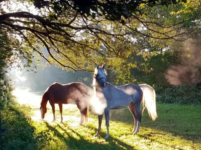 Tiere in der Ferienwohnung oder in der Nähe