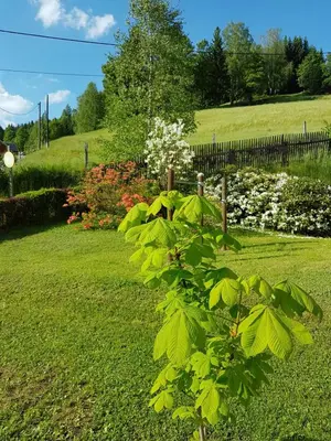 Ein Garten an der Unterkunft Ferienwohnung Wegespinne