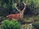 Tiere in der Pension oder in der Nähe