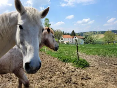 Tiere in der Ferienwohnung oder in der Nähe