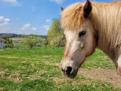 Tiere in der Ferienwohnung oder in der Nähe