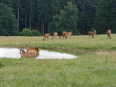 Tiere in der Ferienwohnung oder in der Nähe