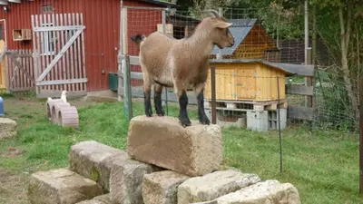 Tiere in der Ferienwohnung oder in der Nähe
