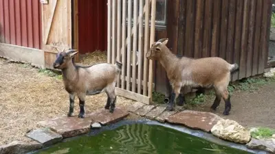 Tiere in der Ferienwohnung oder in der Nähe