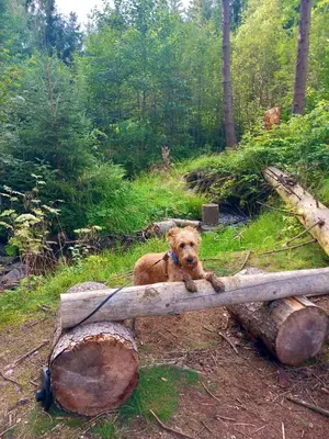 Haustiere von Gästen der Unterkunft Hundeurlaub im Tiny House im Wald
