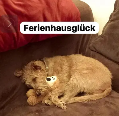 Haustiere von Gästen der Unterkunft Hundeurlaub im Tiny House im Wald