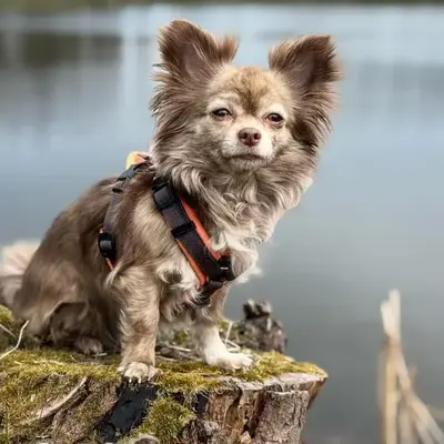 Hundeurlaub im Tiny House im Wald