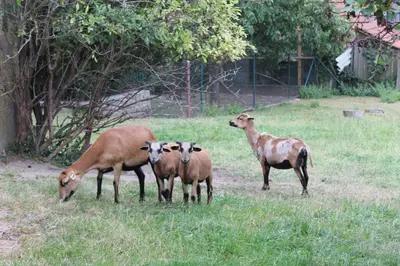 Tiere in der Ferienwohnung oder in der Nähe