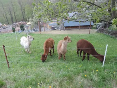 Tiere in der Ferienwohnung oder in der Nähe