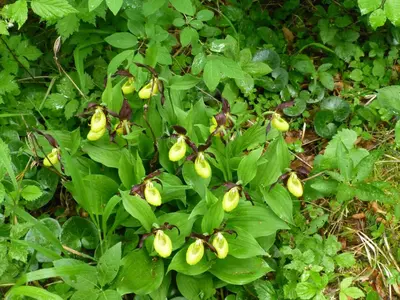 Ein Garten an der Unterkunft Apfelblüte und Paradies