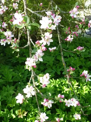 Ein Garten an der Unterkunft Apfelblüte und Paradies