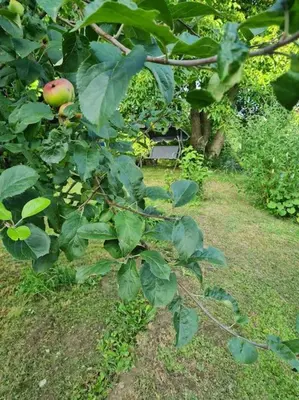 Ein Garten an der Unterkunft Ferienhaus Hildegard & Horst - Urlaub im Herzen des Fichtelgebirge