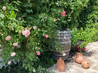 Ein Garten an der Unterkunft Austragshaus Almbranz