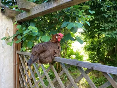 Tiere im Ferienhaus oder in der Nähe