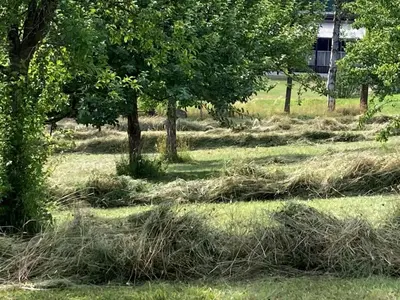 Ein Garten an der Unterkunft Austragshaus Almbranz