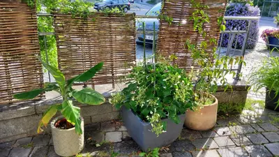 Ein Garten an der Unterkunft Hotel-Café 3 Kronen