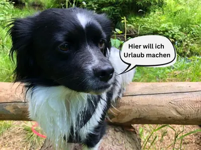 Haustiere von Gästen der Unterkunft Tiny House - Auszeit im Wald am Badesee