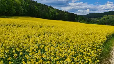 Naturlandschaft in der Nähe der Ferienwohnung