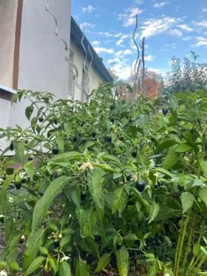 Ein Garten an der Unterkunft Diyo Apart Festspiel Bayreuth