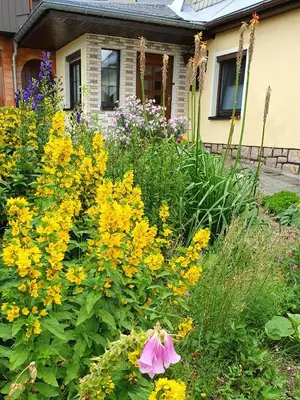 Ein Garten an der Unterkunft Ferienhaus Bringfriede