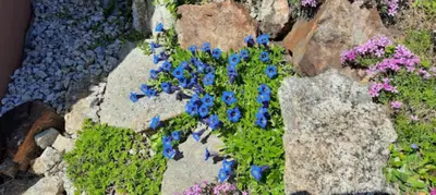 Ein Garten an der Unterkunft Am Waldesrand