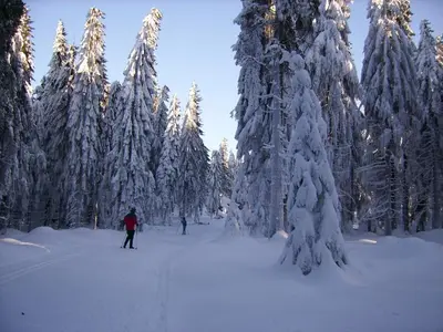 Am Waldesrand im Winter