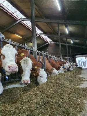 Tiere in der Ferienwohnung oder in der Nähe