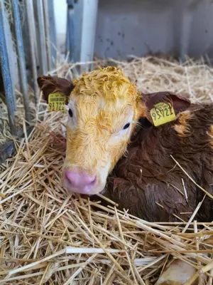 Tiere in der Ferienwohnung oder in der Nähe