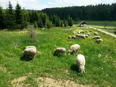 Tiere in der Ferienwohnung oder in der Nähe