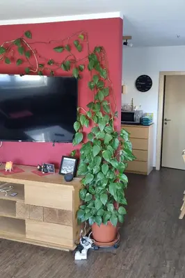 TV/Unterhaltungsangebot in der Unterkunft Ferienwohnung Bergidyll