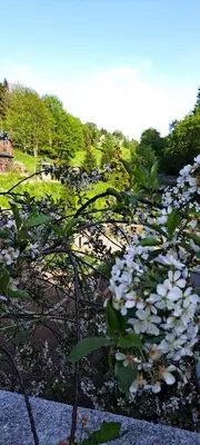 Ein Garten an der Unterkunft Gemütliches Apartment am Gottesberg